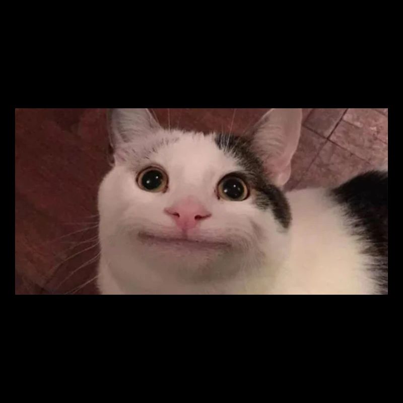 meme cat