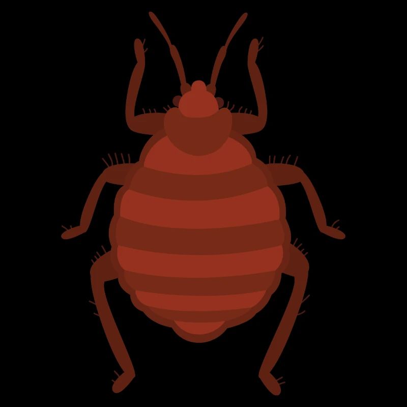 Bed bug