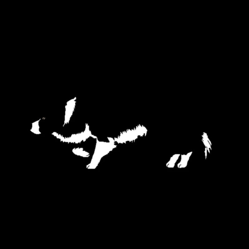 Border Collie herding dog