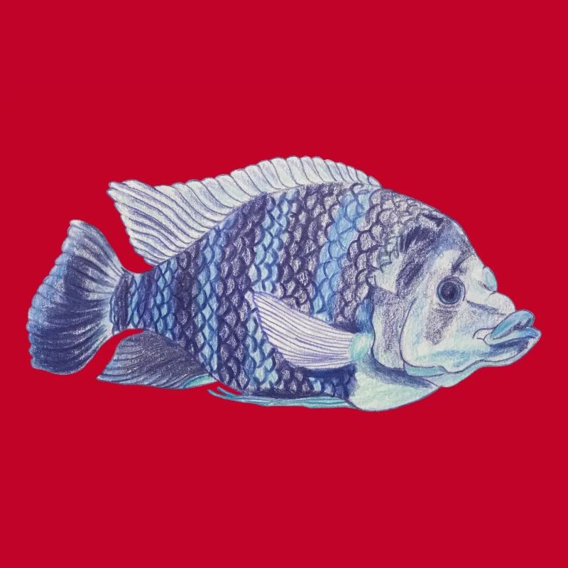 blue fish sea zebra tilapie zebra tilapie