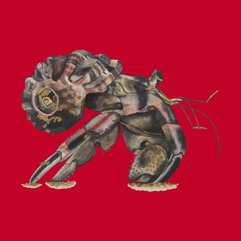 Hermit crabs Sp