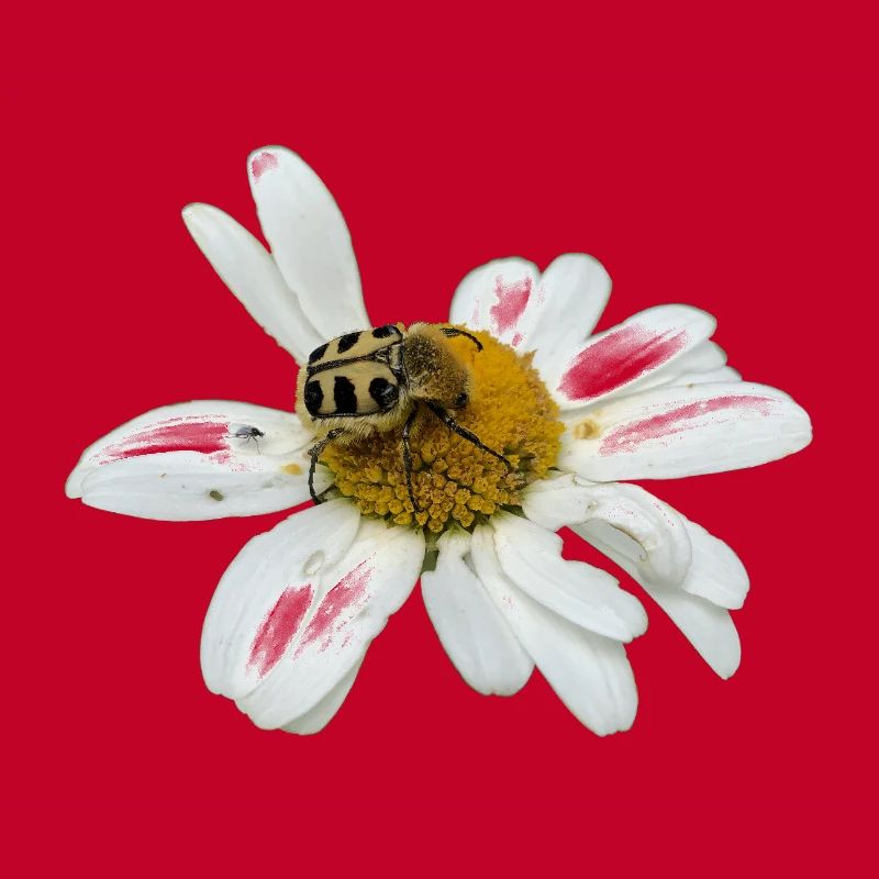 Chafer à abeilles