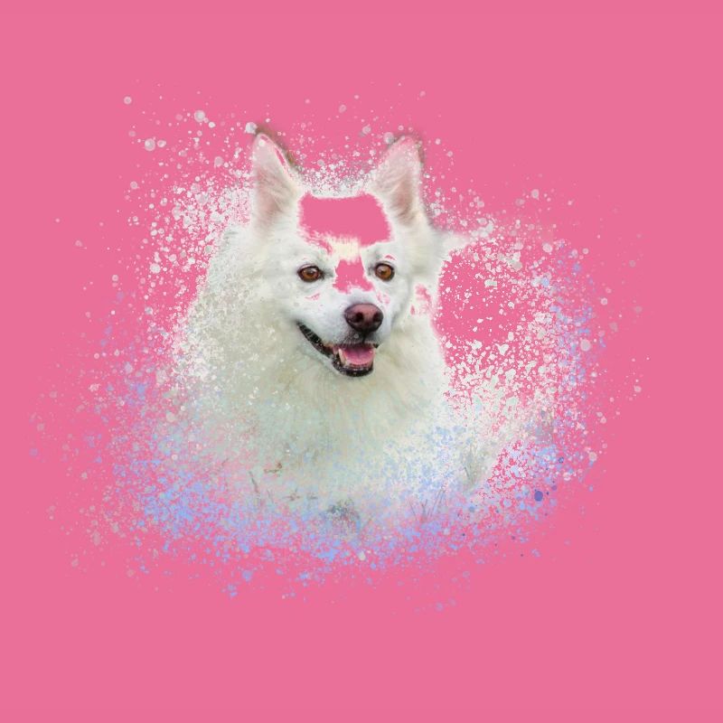 spitz,hund,graffiti,malerei,zwergpsitz