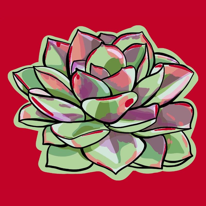 Echeveria Fat Leaf Rosette Succulent
