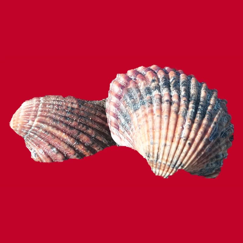 Shells, shells, beach, sea, holidays