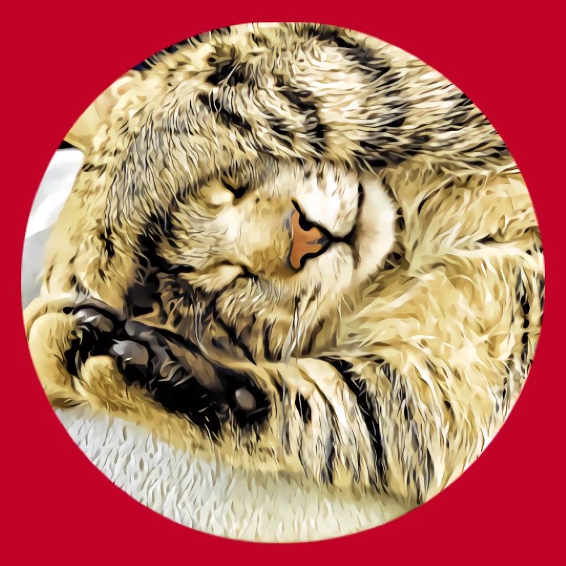 Chubby sleeping tabby cat