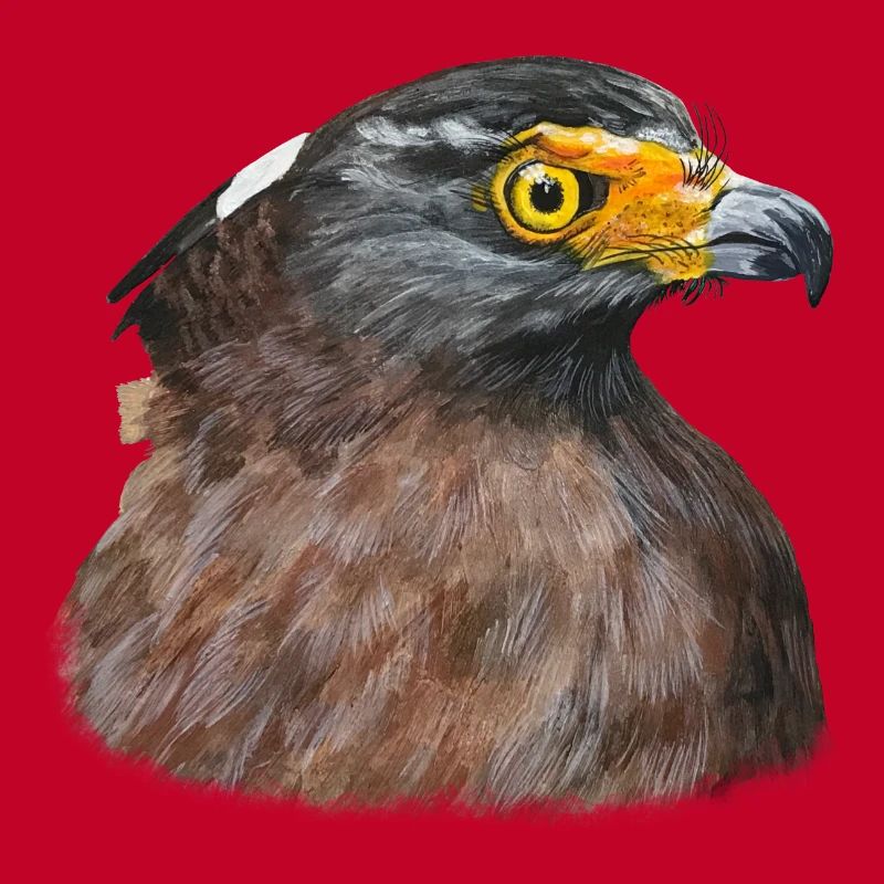 Buse du désert Buse Oiseau de proie Oiseau de proie