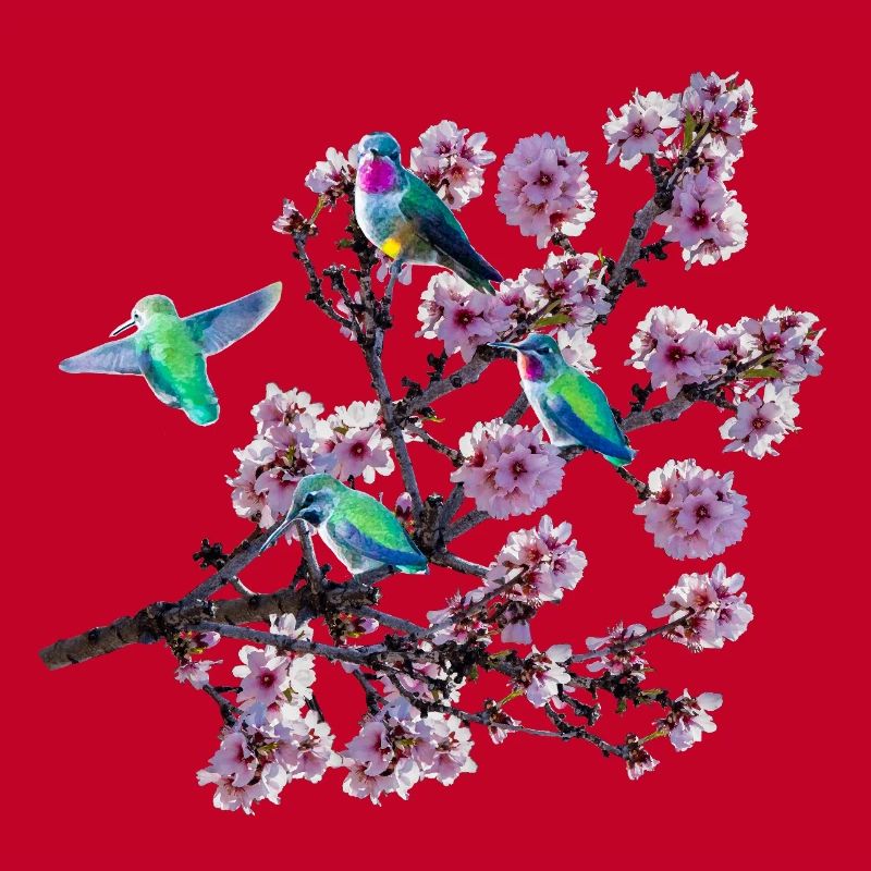 Colibri sous différents angles, fleurs d’amandier