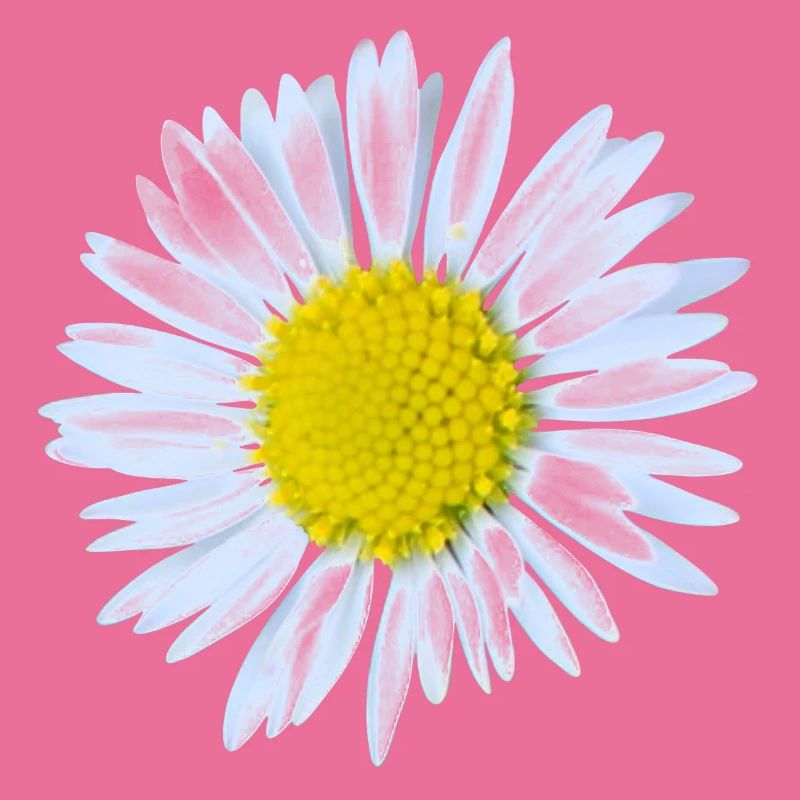 Gänseblümchen