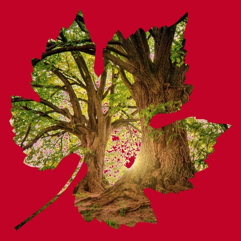 forest 24 in leaf