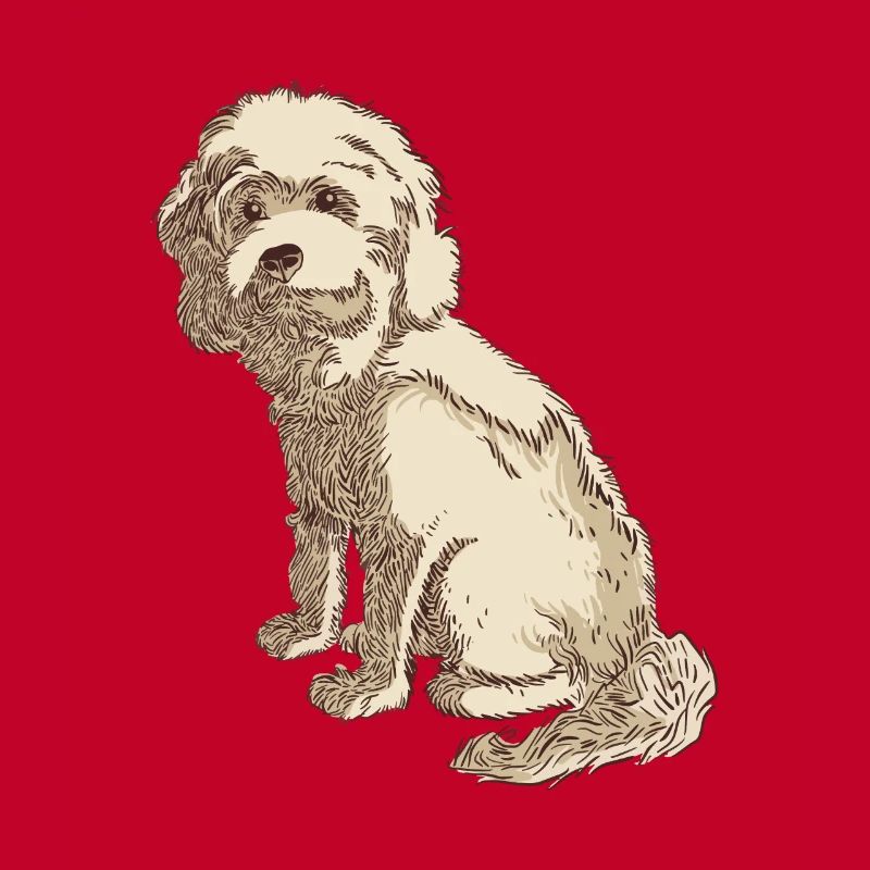 Cockapoo Hundezeichnung eines Cockapoo