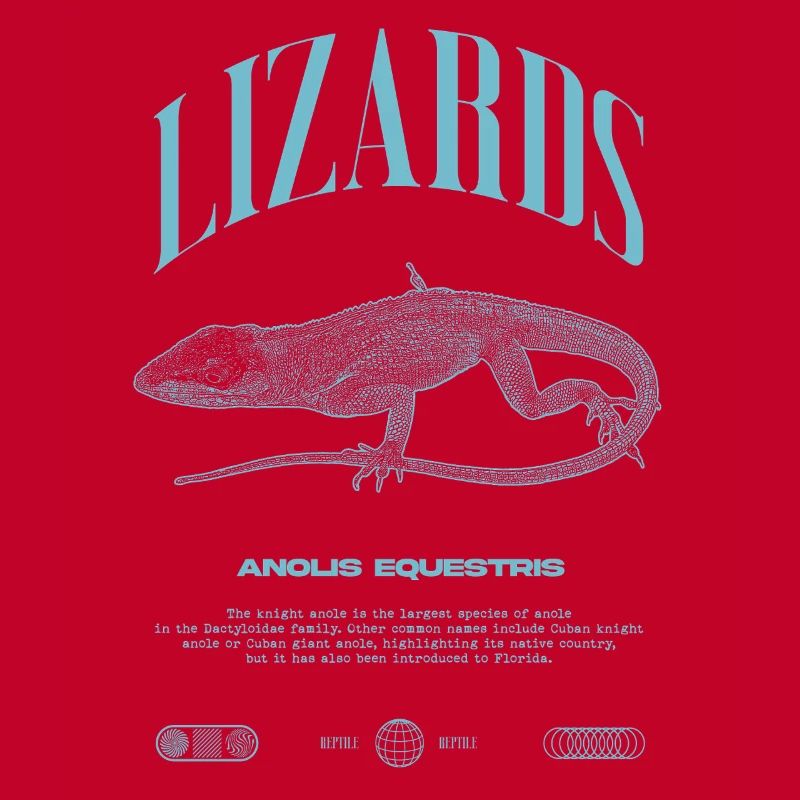 Cuban Knight Anole Reptile Keeper Lizard