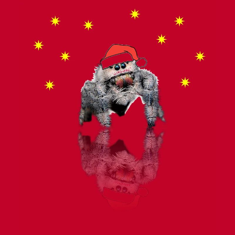 Araignée de Noël araignée araignée