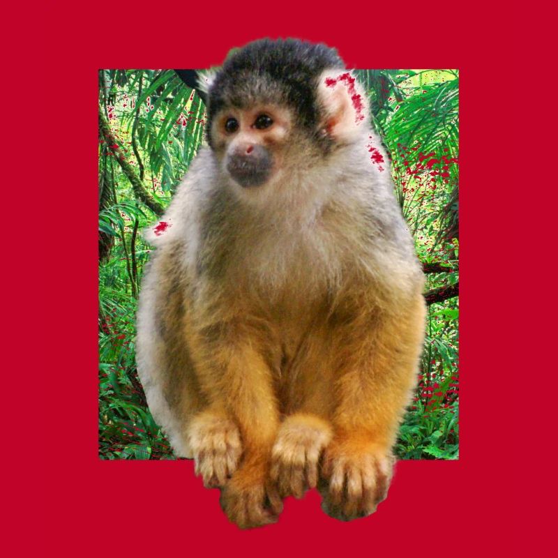 Squirrel monkey squirrel monkey