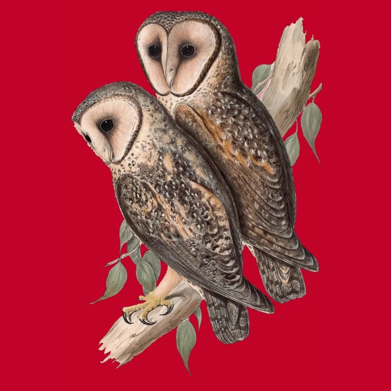 Eule Eulenpärchen Schleiereule