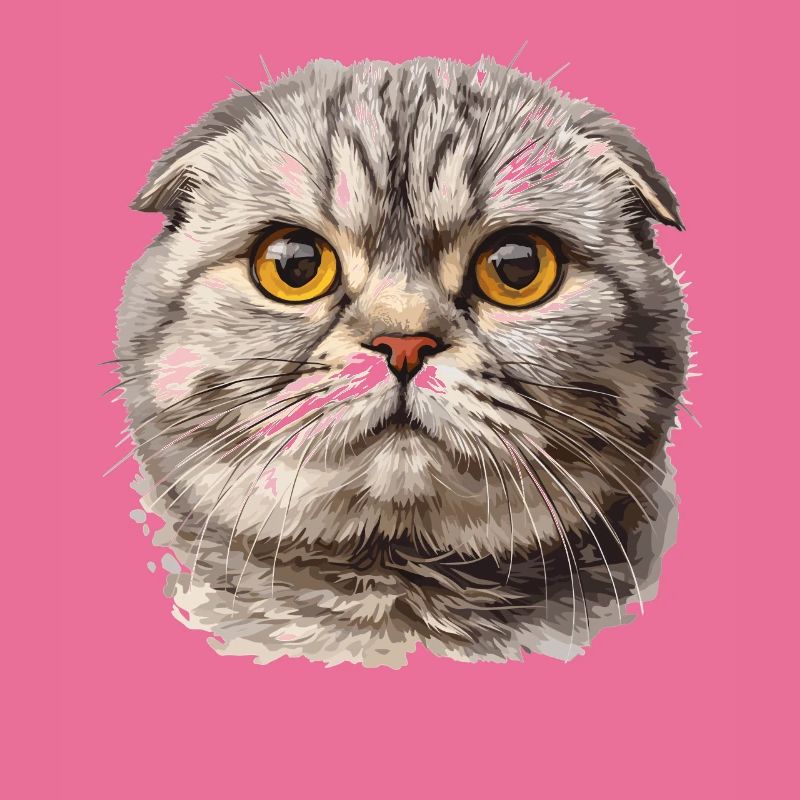 Scottish Fold Kitten Scottish Fold Cat