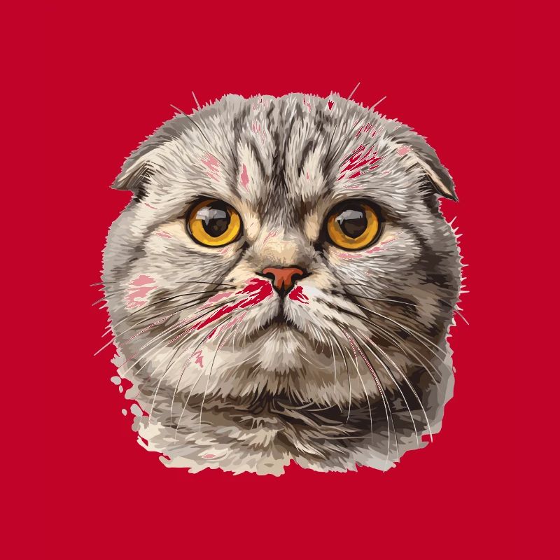 Scottish Fold Kitten Scottish Fold chat