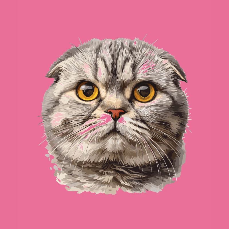 Scottish Fold Kitten Scottish Fold Cat