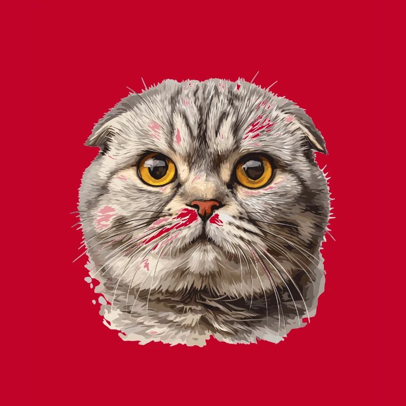 Scottish Fold Kitten Scottish Fold chat