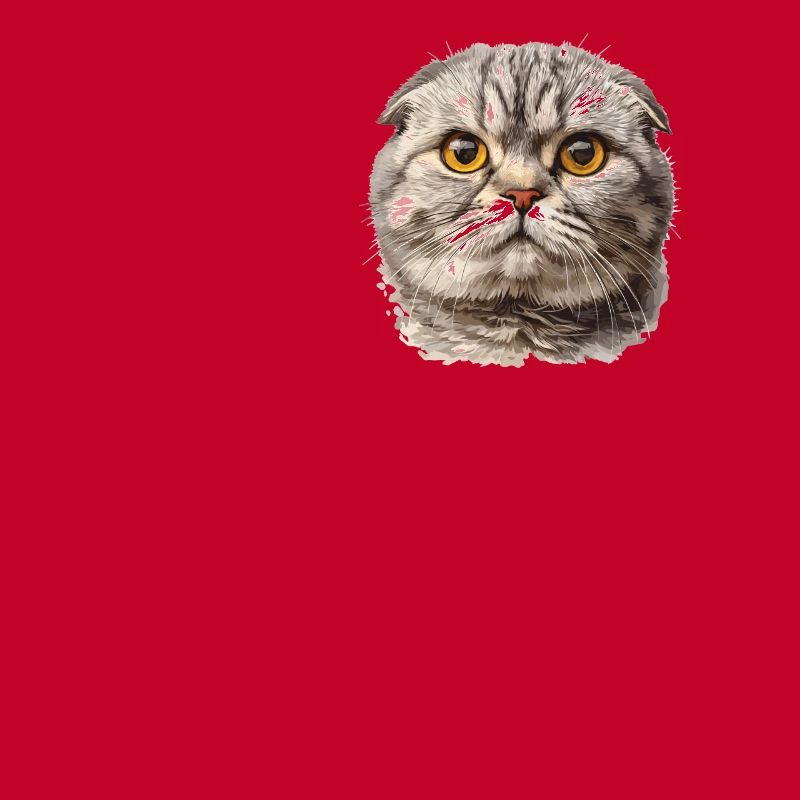 Scottish Fold Kitten Scottish Fold chat