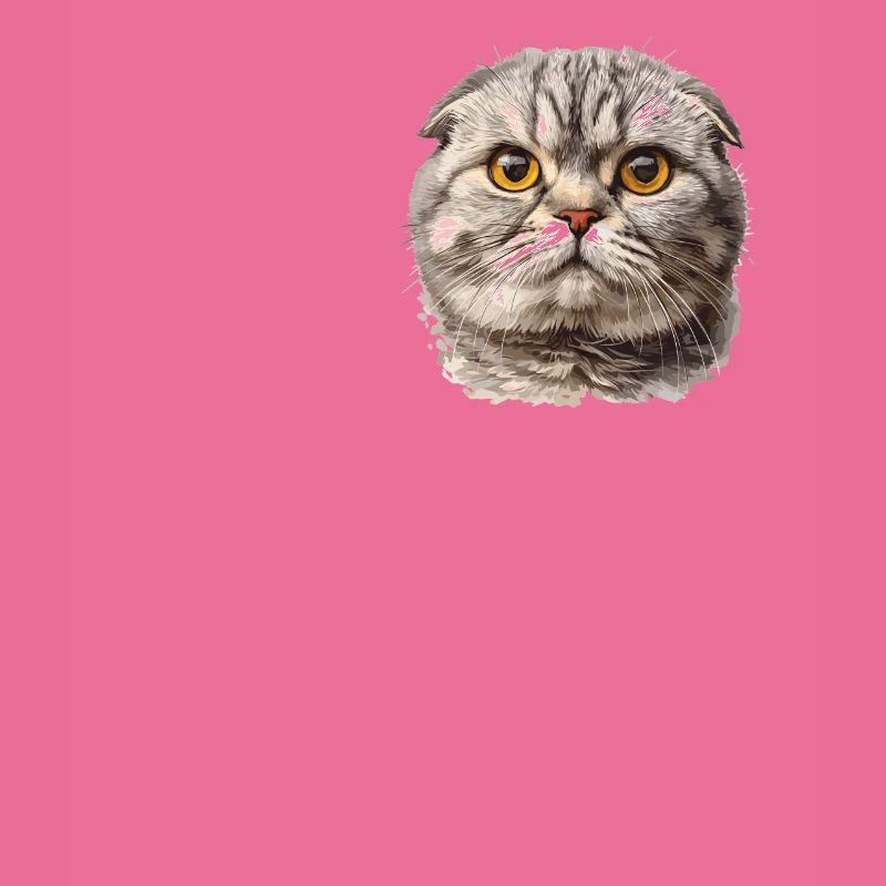 Scottish Fold Kitten Scottish Fold Cat