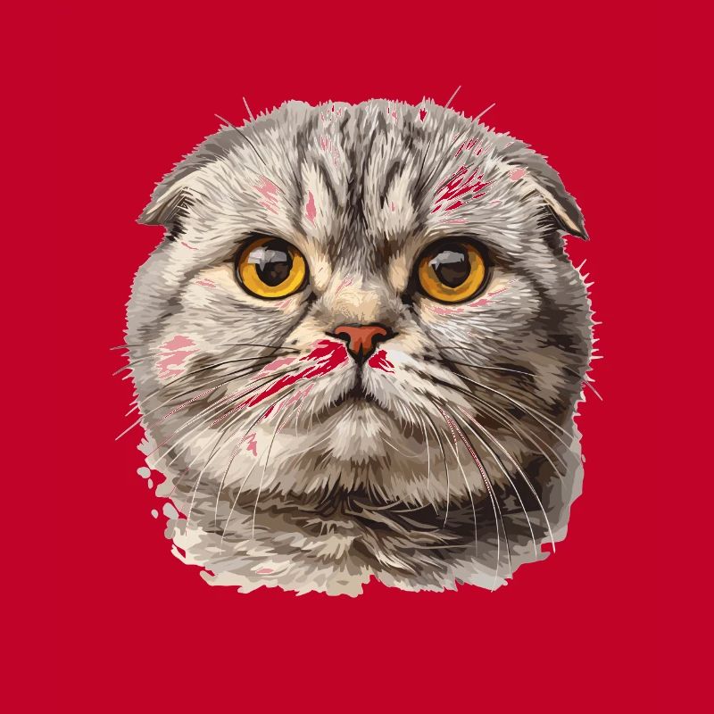 Scottish Fold chaton Scottish Fold chat