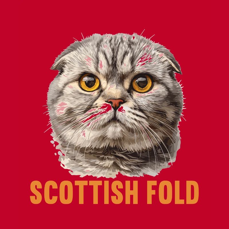 Scottish Fold Kitten Scottish Fold chat