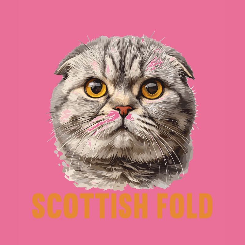 Scottish Fold Kitten Scottish Fold Cat