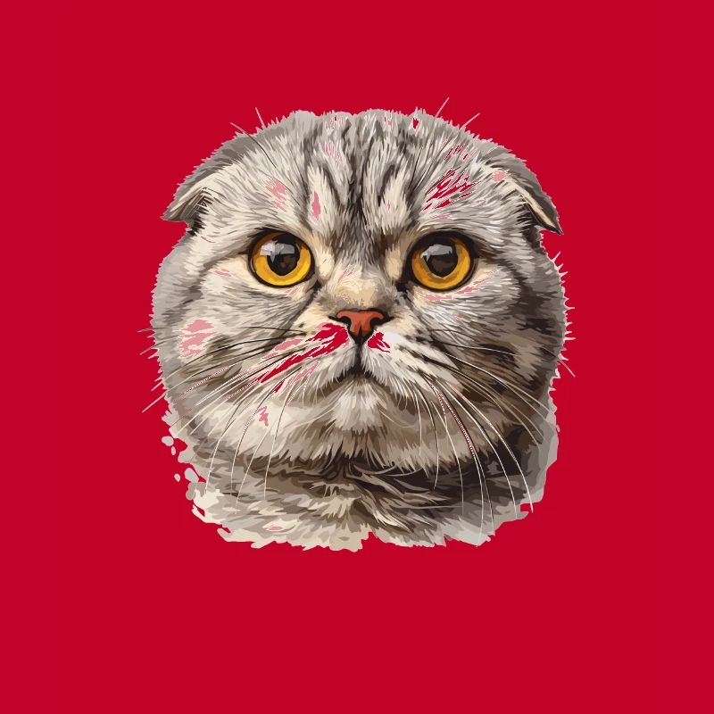 Scottish Fold Kitten Scottish Fold chat