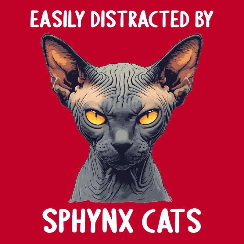 Chaton Sphynx Chat Sphynx