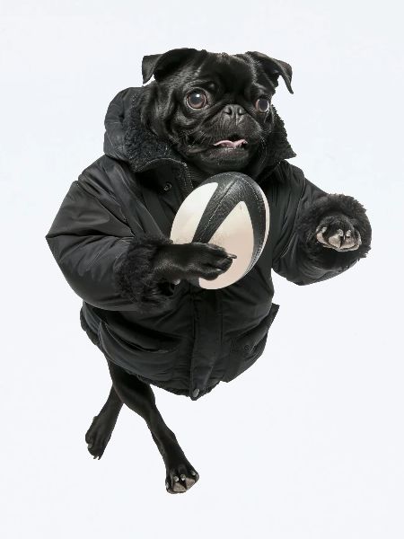 Mops