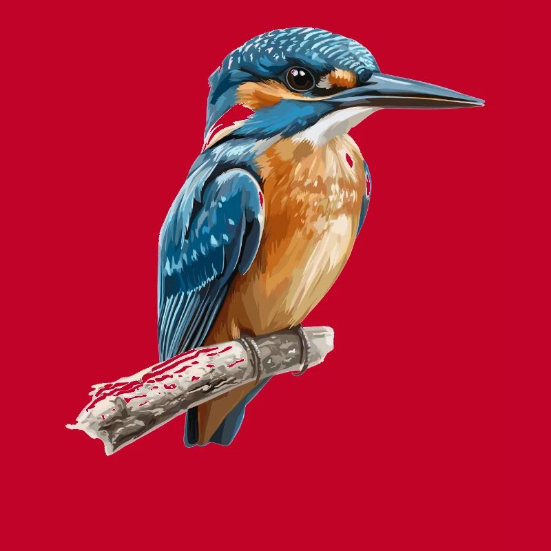 Eisvögel Eisvogel