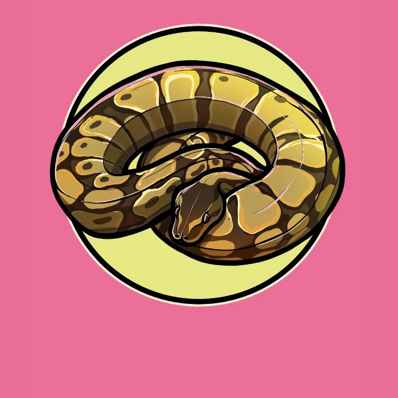 Ball Python Königspythons Königspython