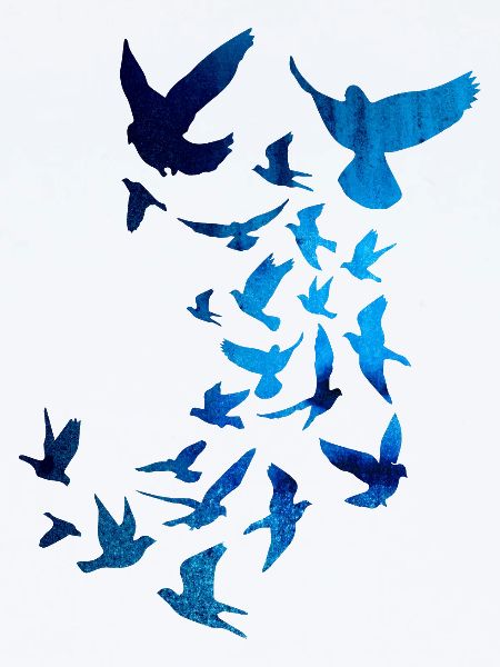 tauben,taube,vögel,vogelschwarm,bunt,graffiti,