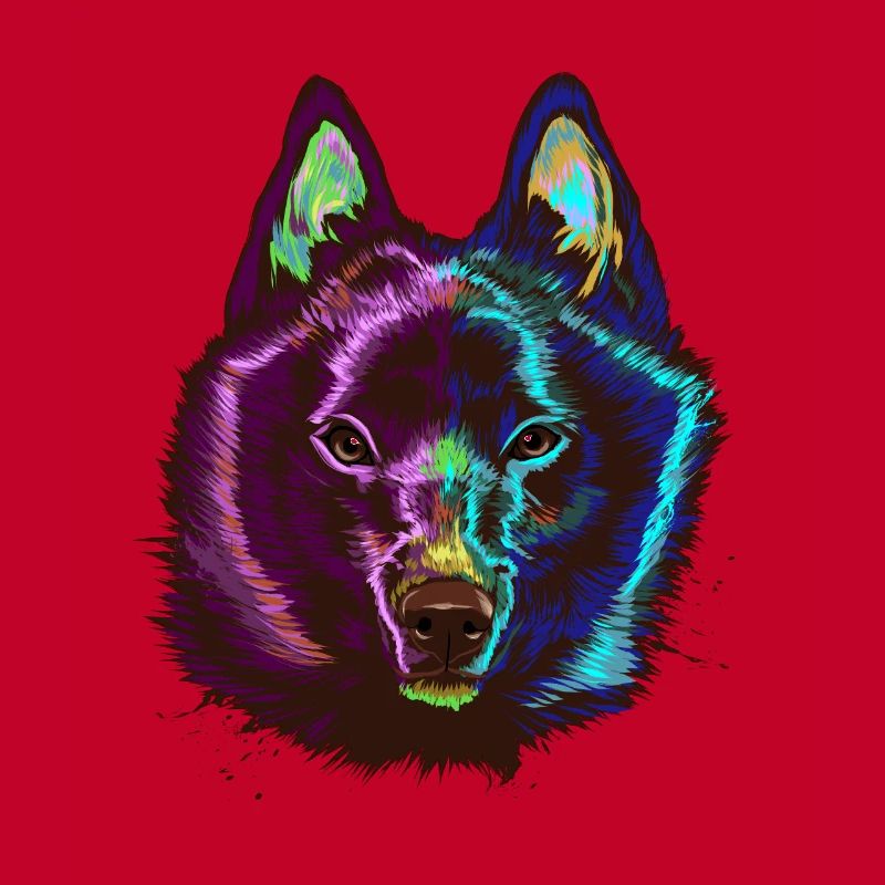 Splash Schipperke Hund