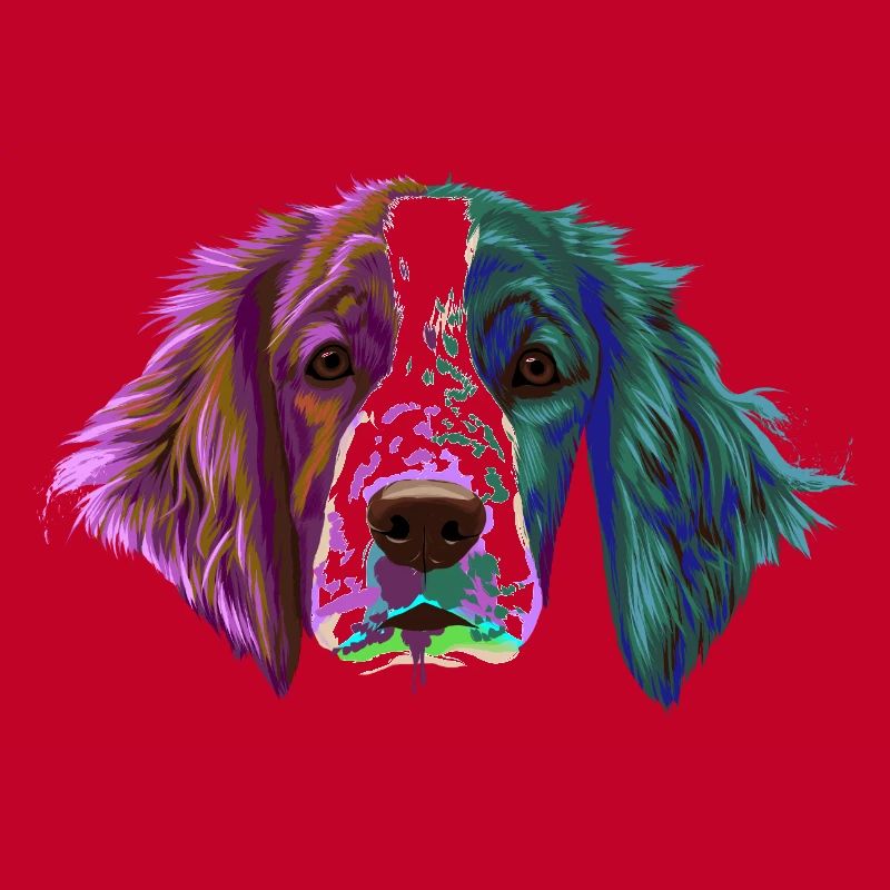 Splash Welsh Springer Spaniel chien