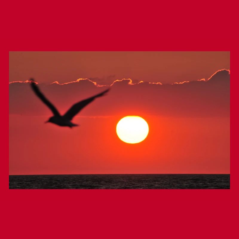Abendrot mit Möwe