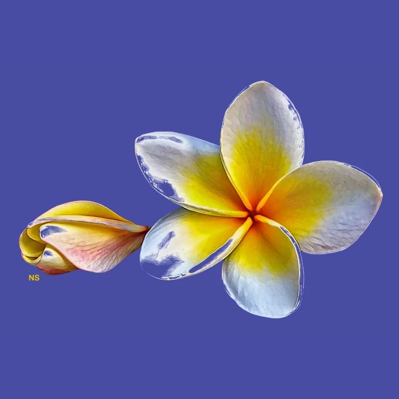 Weisse plumeria oder Frangipani Blume