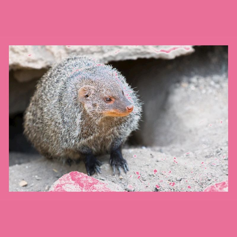 Gebänderte Manguste oder Zebramanguste