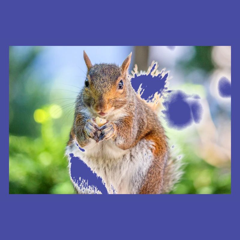 Eating Grey squirrel Grauhörnchen