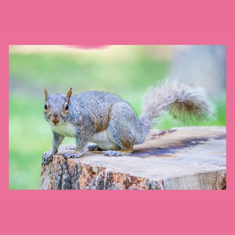 Grey squirrel Grauhörnchen Sciurus carolinensis