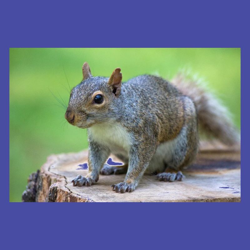 Grauhörnchen Sciurus carolinensis