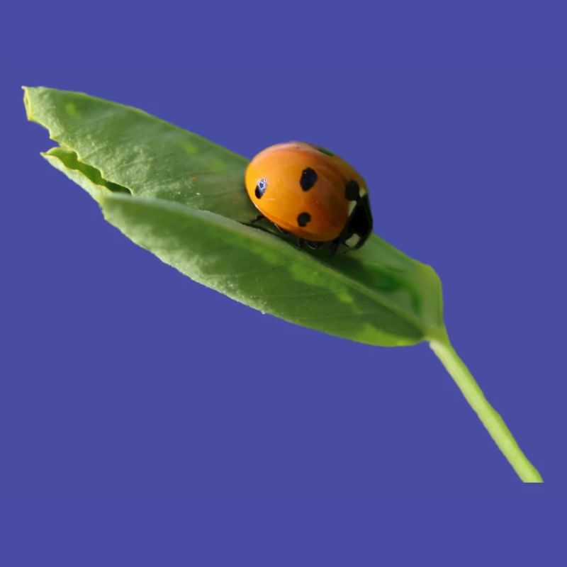 Lucky beetle ladybug without text