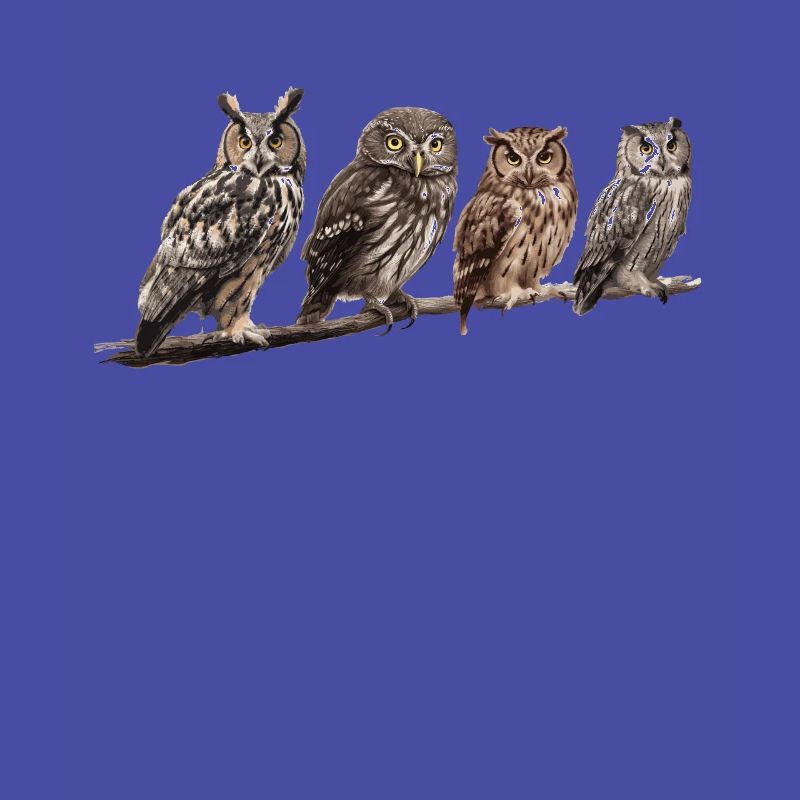 Nachteule Eule Eulen Vogel