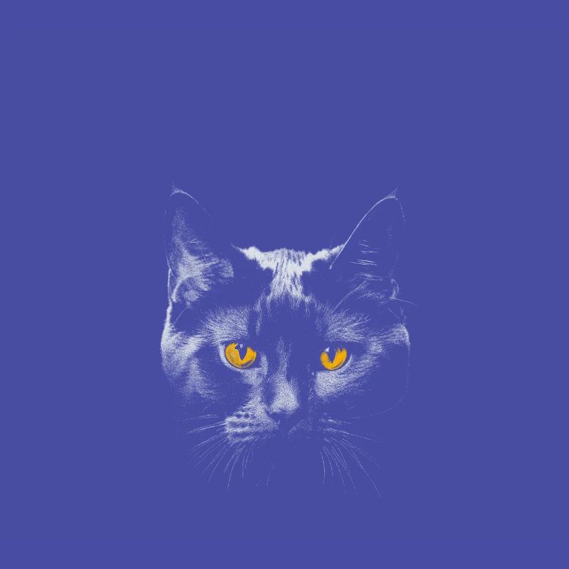 Cute Black Cat with Total Solar Eclipse 2024