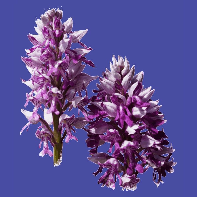 L'orchidée est une orchidée native