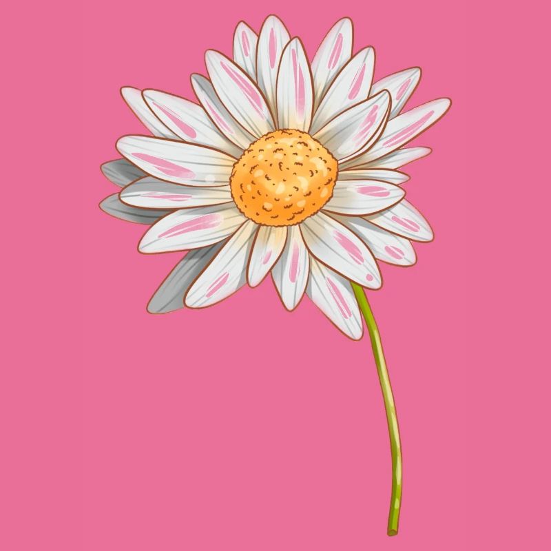 Gänseblümchen