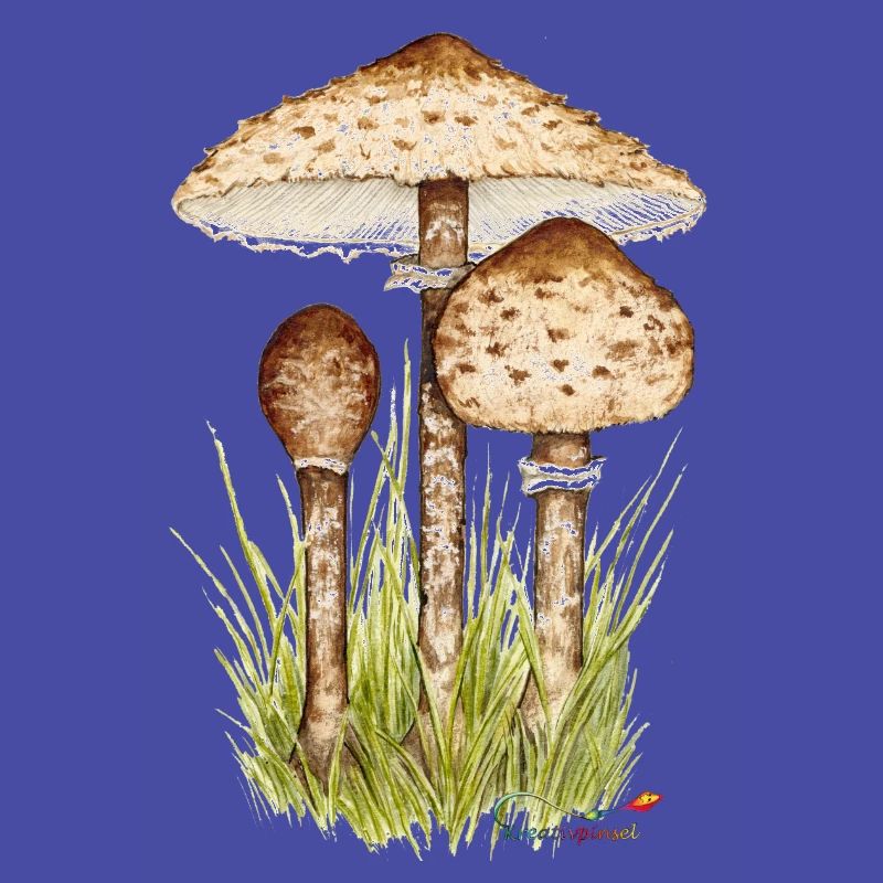 Parasolpilz oder Riesenschirmling
