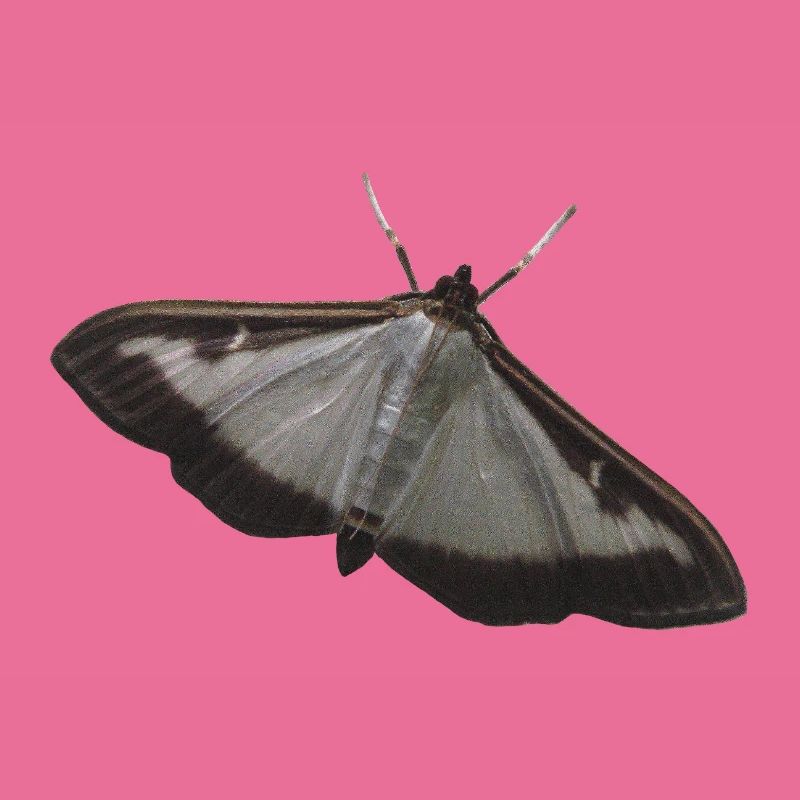 box tree moth