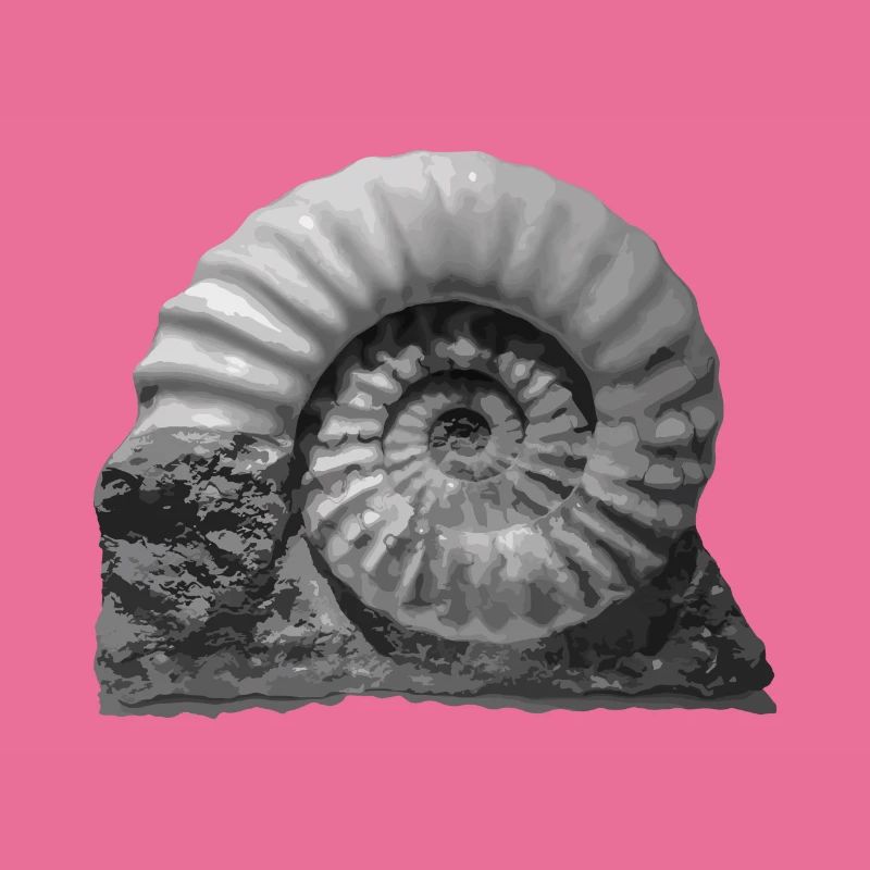 Ammonite